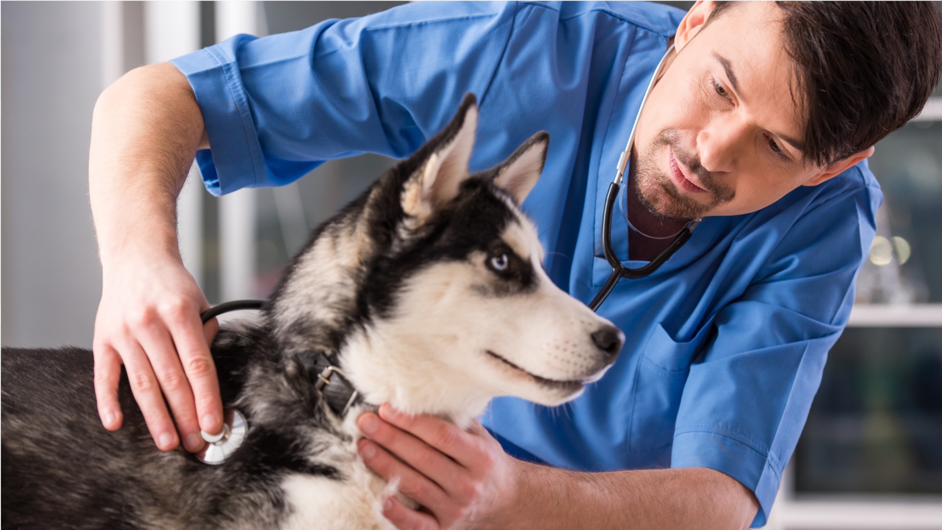 Veterinarios en Mi Próximo Paso