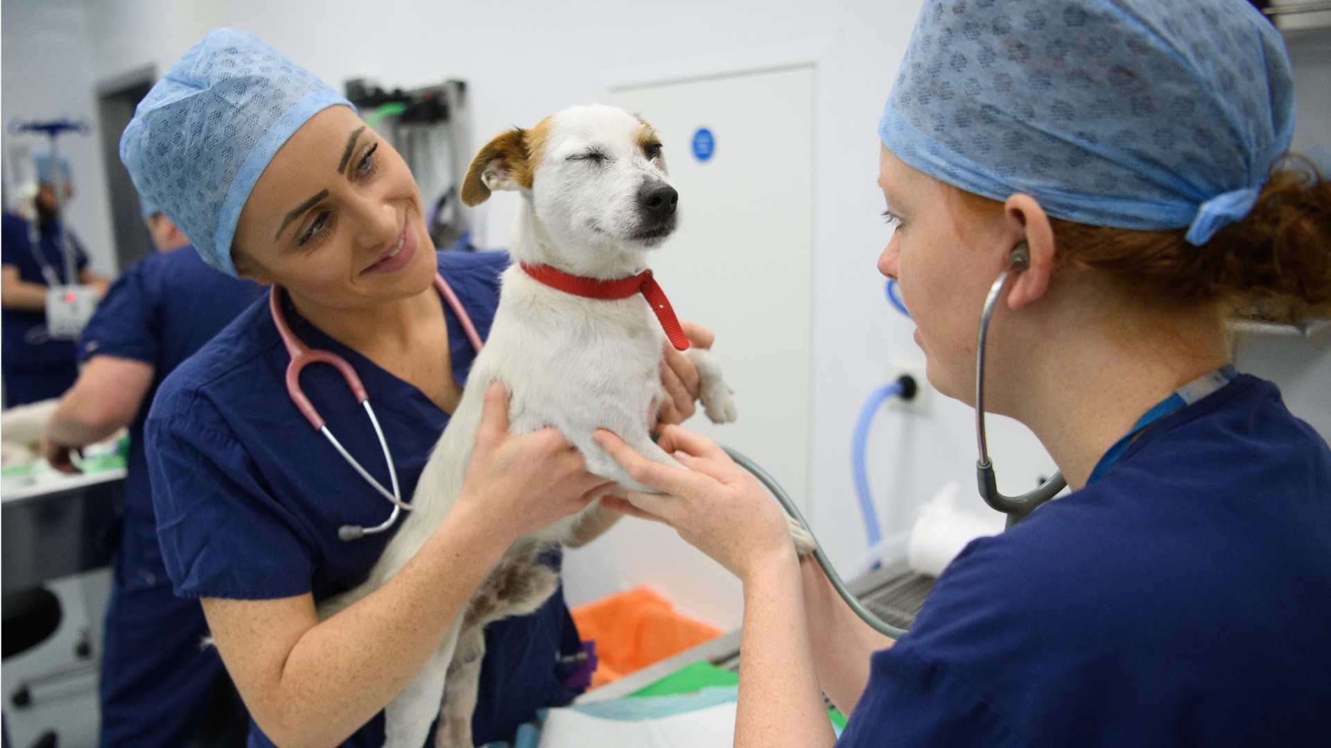 Jobs related to veterinary technician